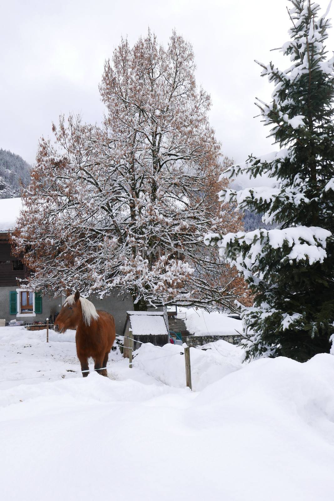 holiday at the foot of Mont Blanc in winter in the Chamonix Valley, France