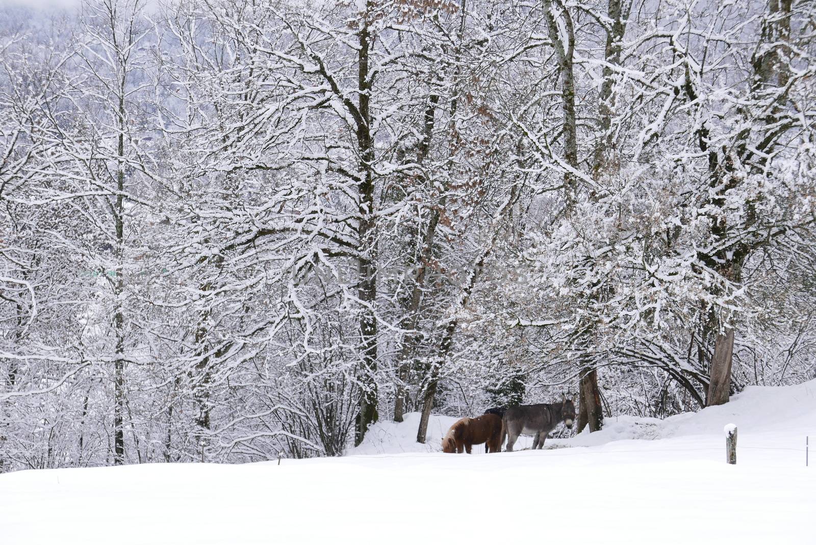 holiday at the foot of Mont Blanc in winter in the Chamonix Valley, France