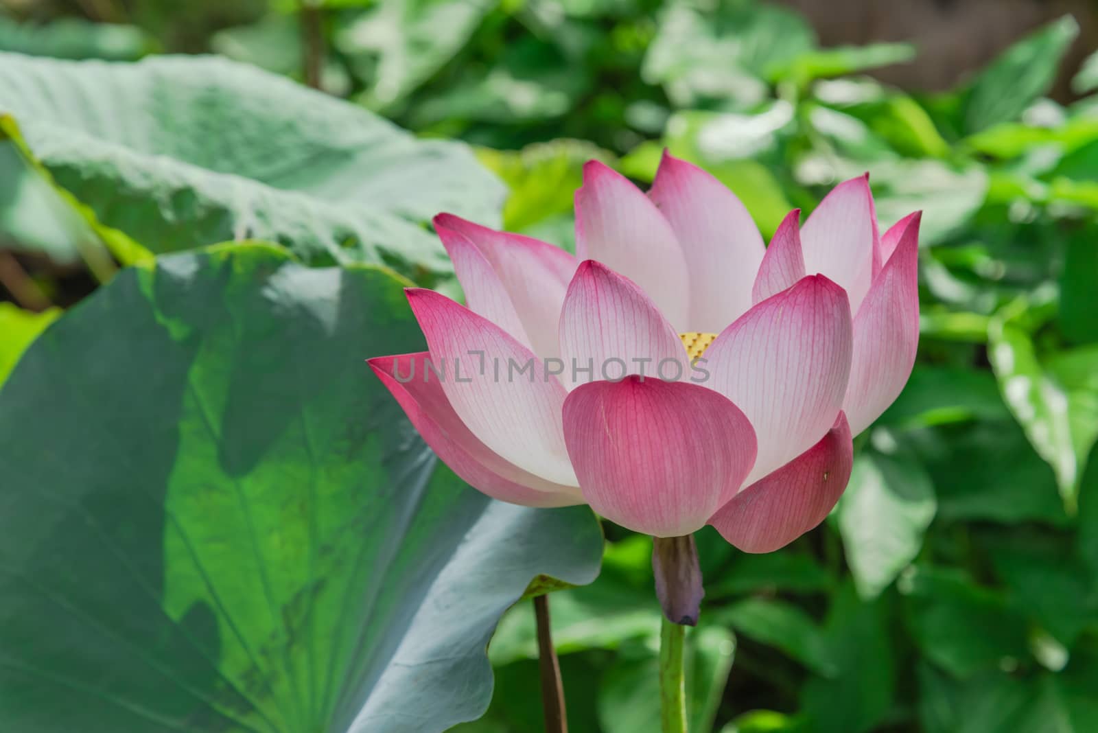 Beautiful blooming pink lotus flower with golden stamen (or Nelumbo nucifera gaertn, Nelumbonaceae, sacred lotus) cultivated in water garden. Lotus is national flower of India and Vietnam