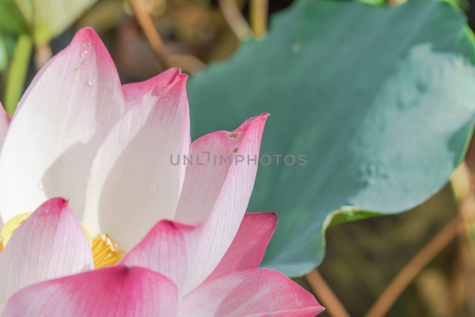 Close-up blooming pink lotus flower with golden stamen (or Nelumbo nucifera gaertn, Nelumbonaceae, sacred lotus) cultivated in water garden. Lotus is national flower of India and Vietnam