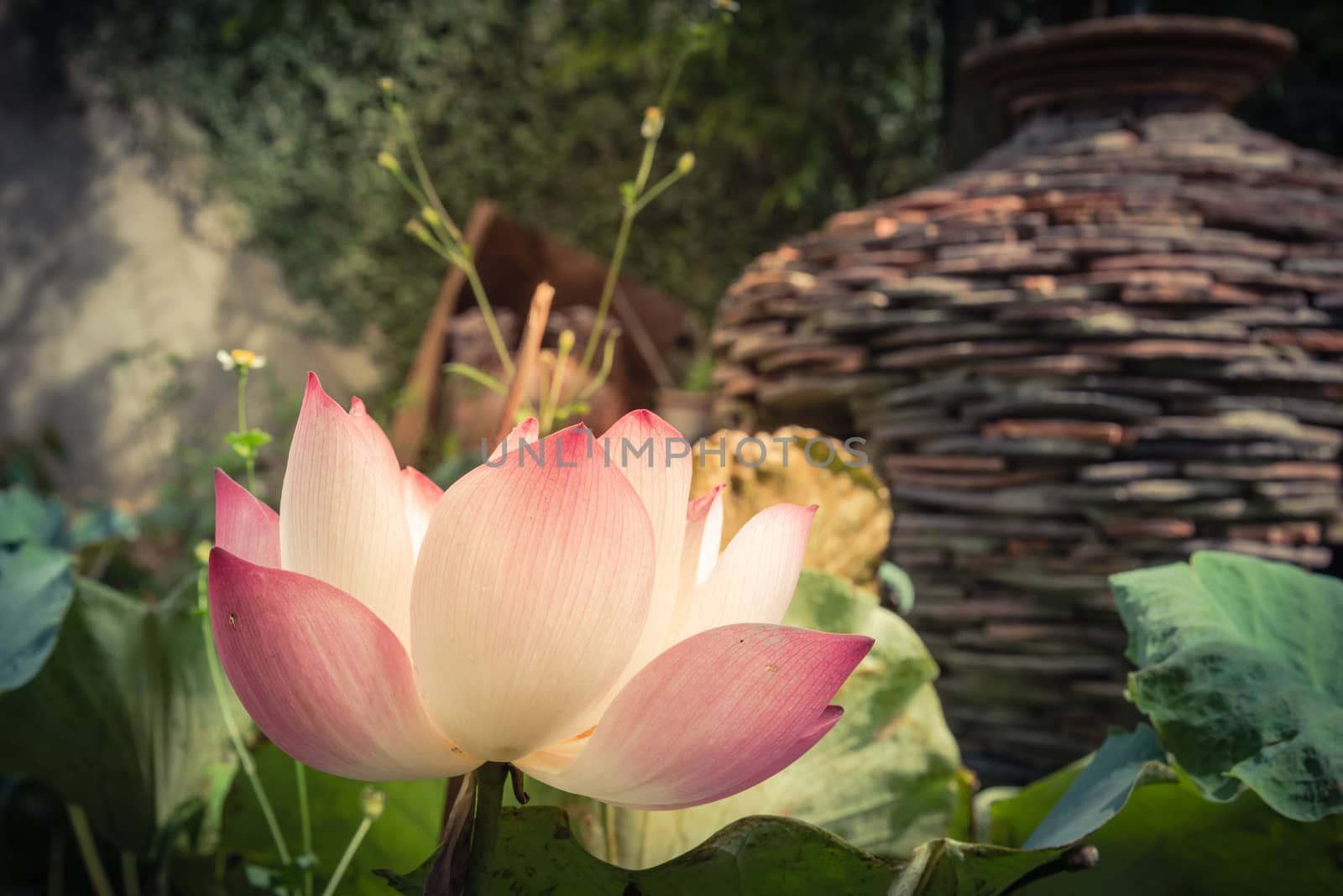 Blooming pink lotus flower with ceramic pot fountain jar in background by trongnguyen