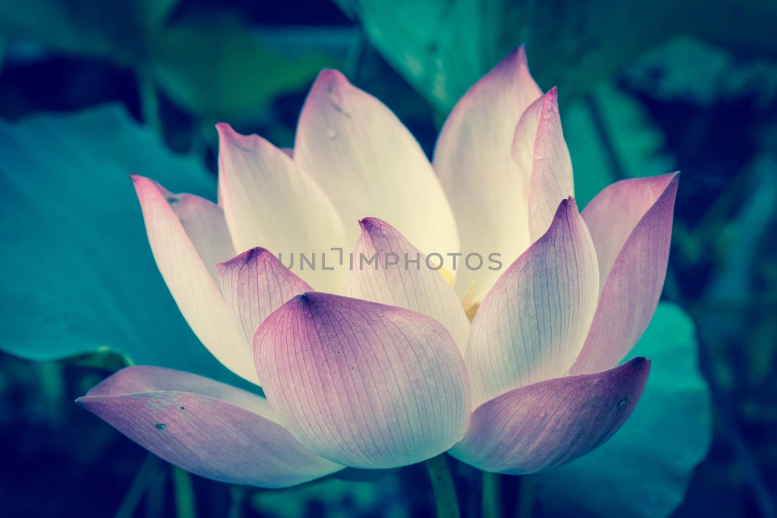 Close-up blooming pink lotus flower with golden stamen (or Nelumbo nucifera gaertn, Nelumbonaceae, sacred lotus) cultivated in water garden. Lotus is national flower of India and Vietnam