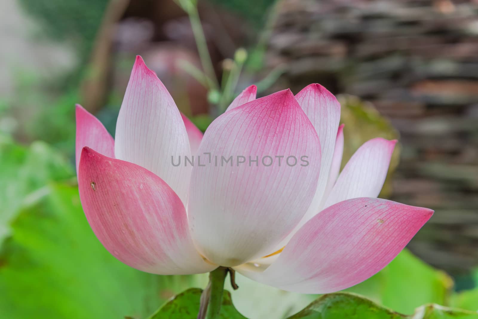 Single blossom pink lotus flower with ceramic pot fountain jar in background. Lotus is national flower of India and Vietnam