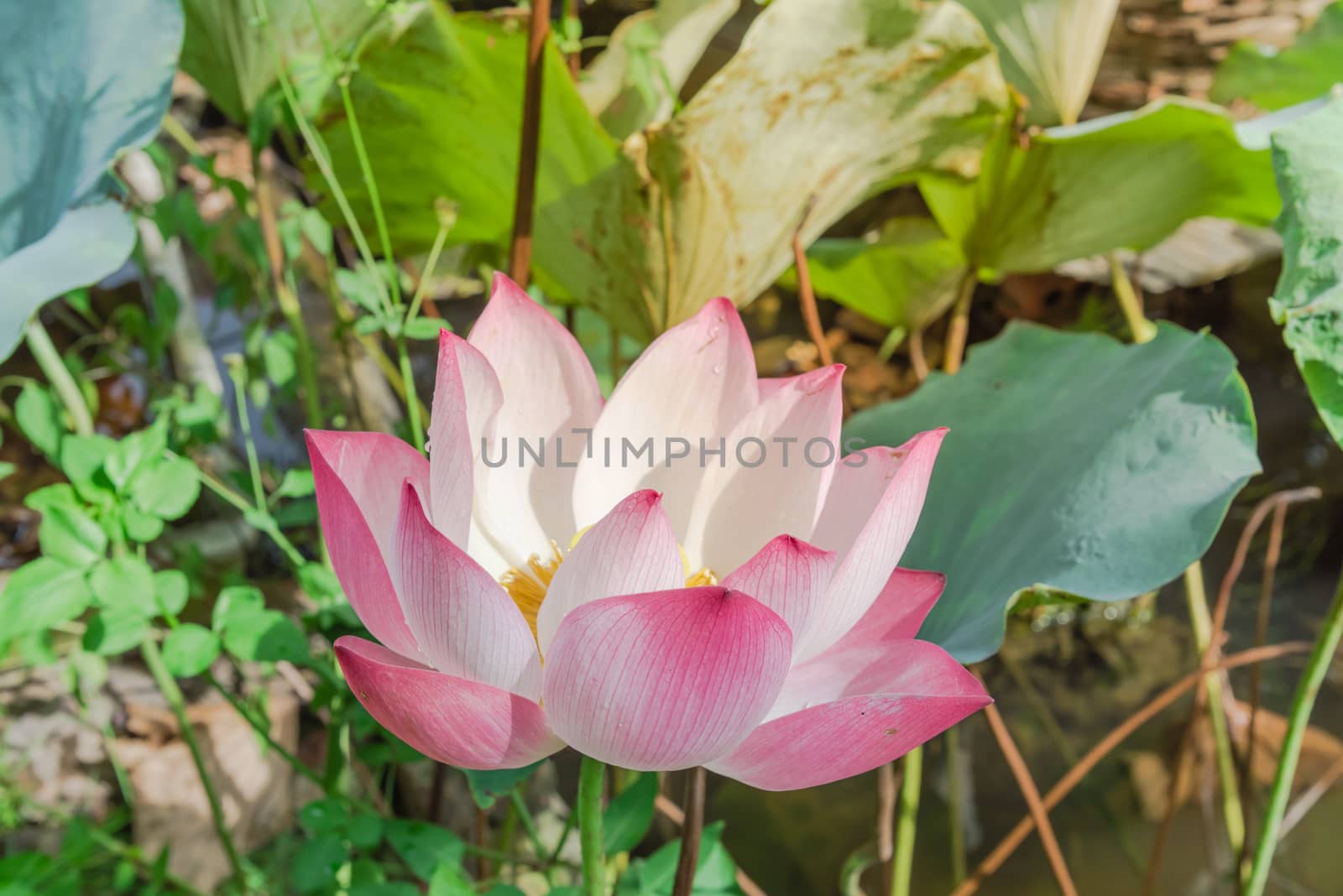 Blossom pink lotus flower and water drop at summertime in Vietnam. White and pink floral with golden stamen and large green leaf background.