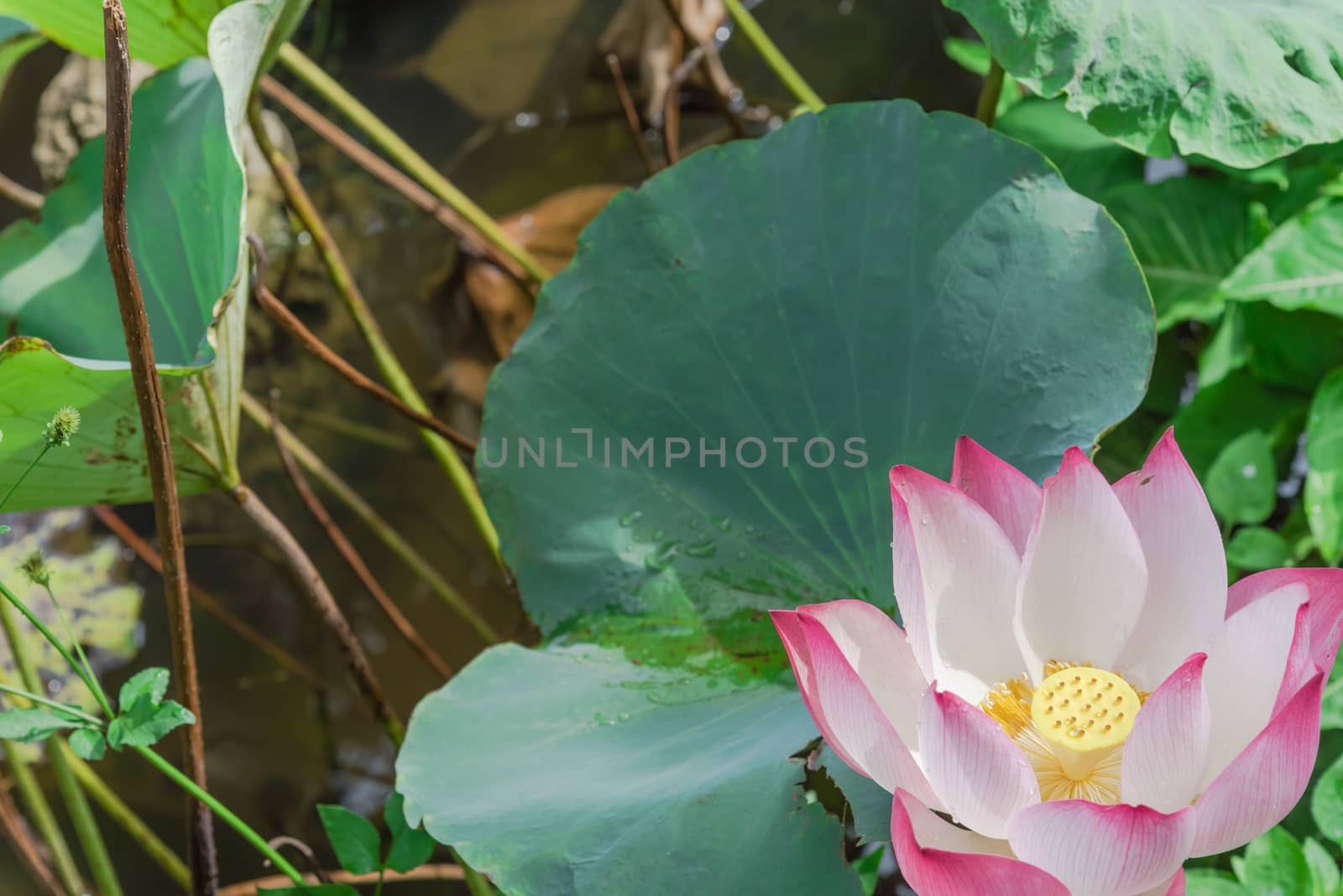 Water drops on blooming pink lotus flower with golden stamen in Vietnam by trongnguyen