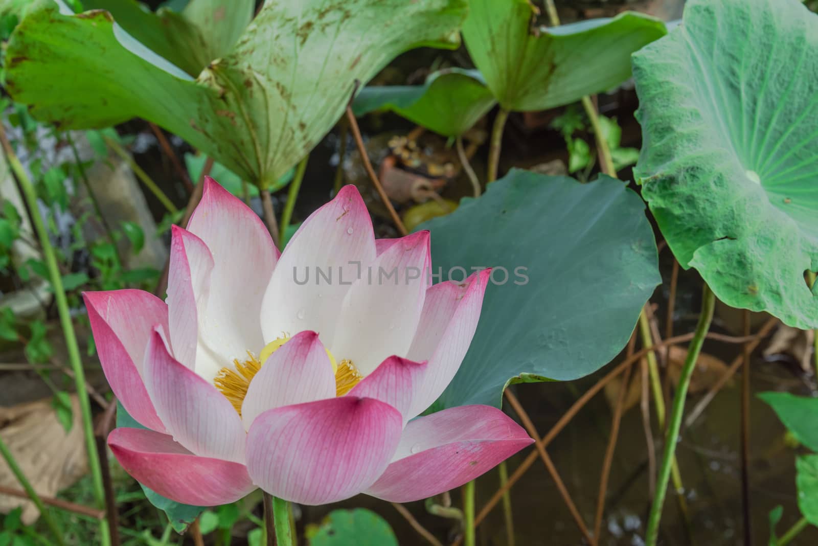 Blossom pink lotus flower and water drop at summertime in Vietnam. White and pink floral with golden stamen and large green leaf background.