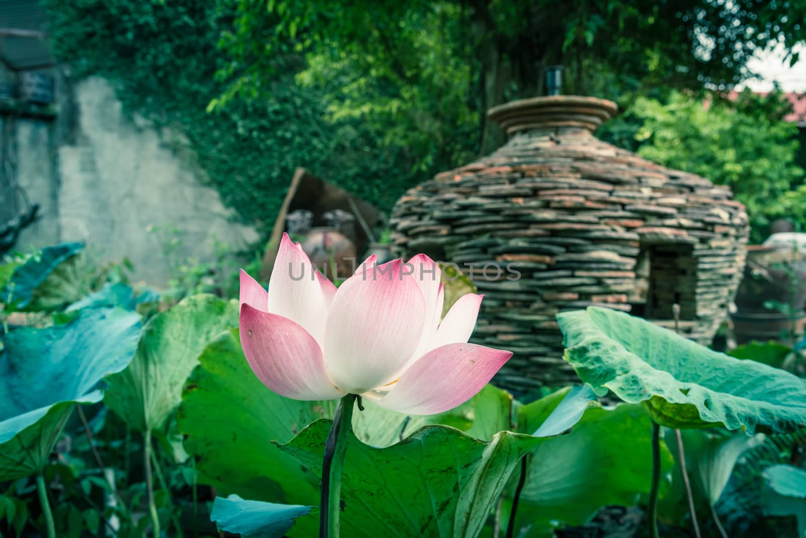 Single blossom pink lotus flower with ceramic pot fountain jar in background. Lotus is national flower of India and Vietnam