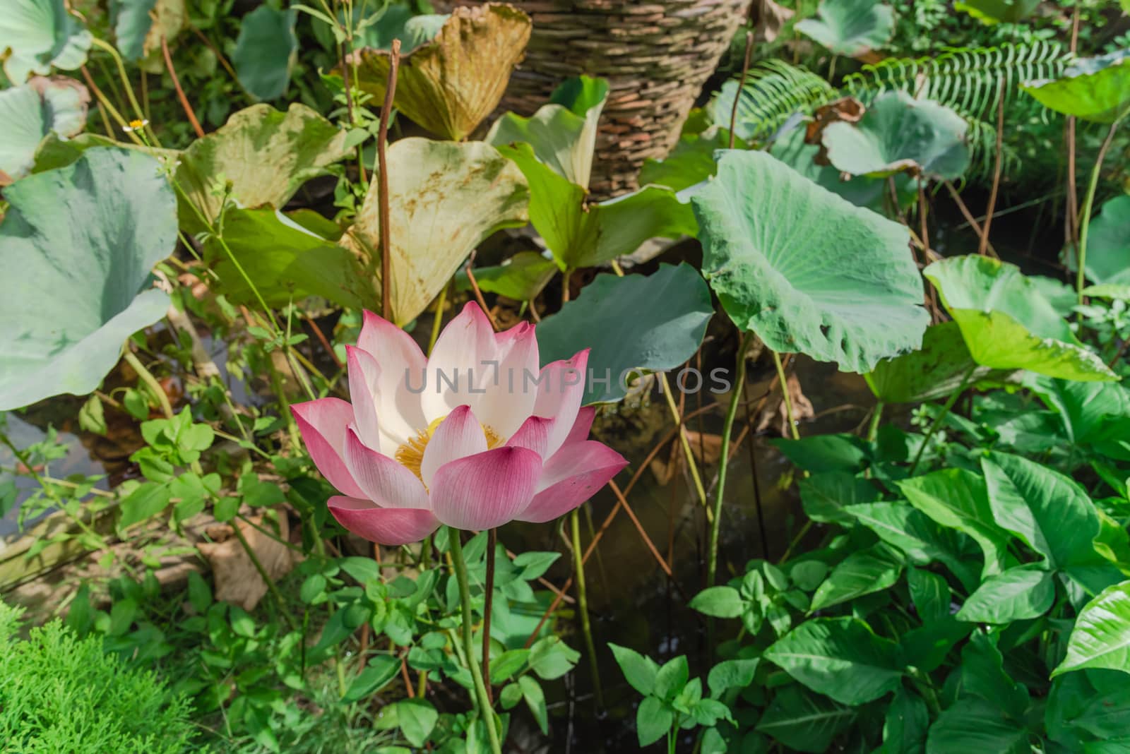 Top view blossom pink lotus flower with golden stamen at backyard garden pond in Vietnam. Beautiful blooming flower with large green leaf at summertime.