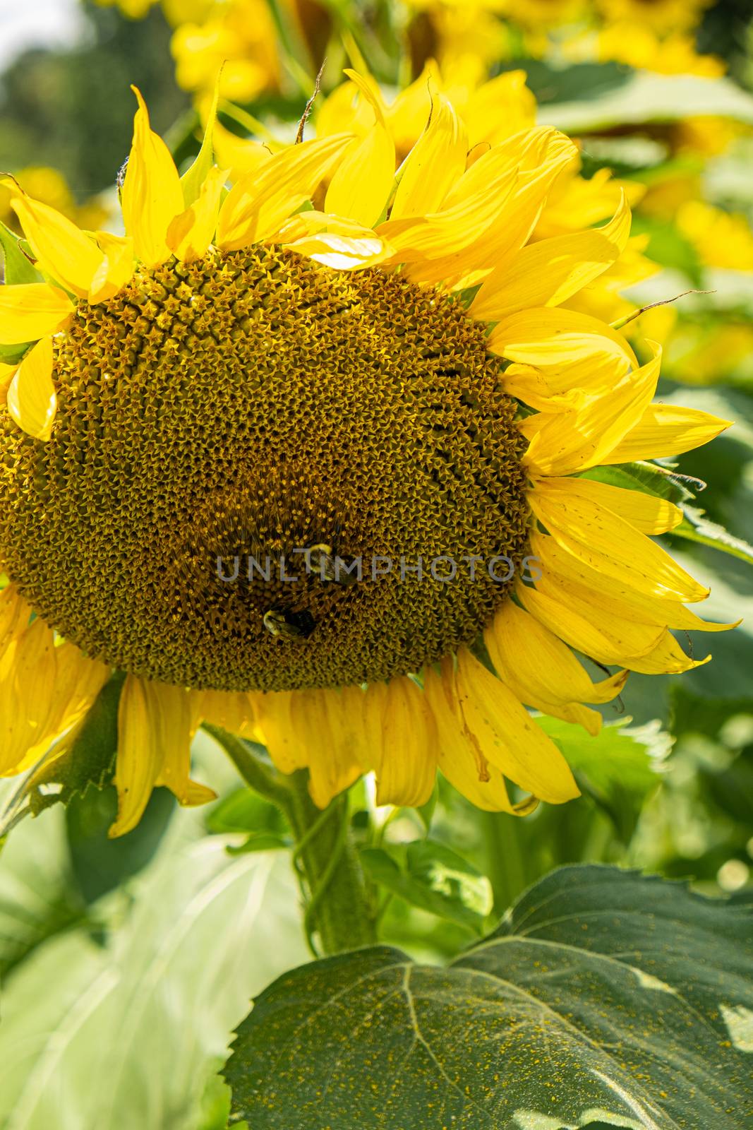 Two Bees on Backlit Sunflower by dbvirago