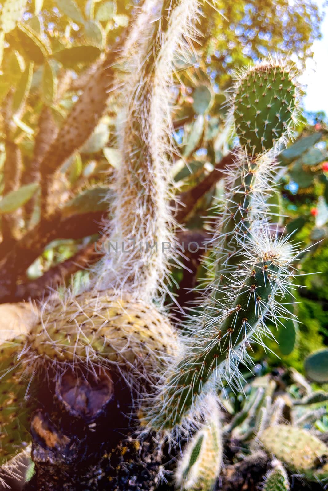 Selective focus close-up top-view shot on Golden barrel cactus