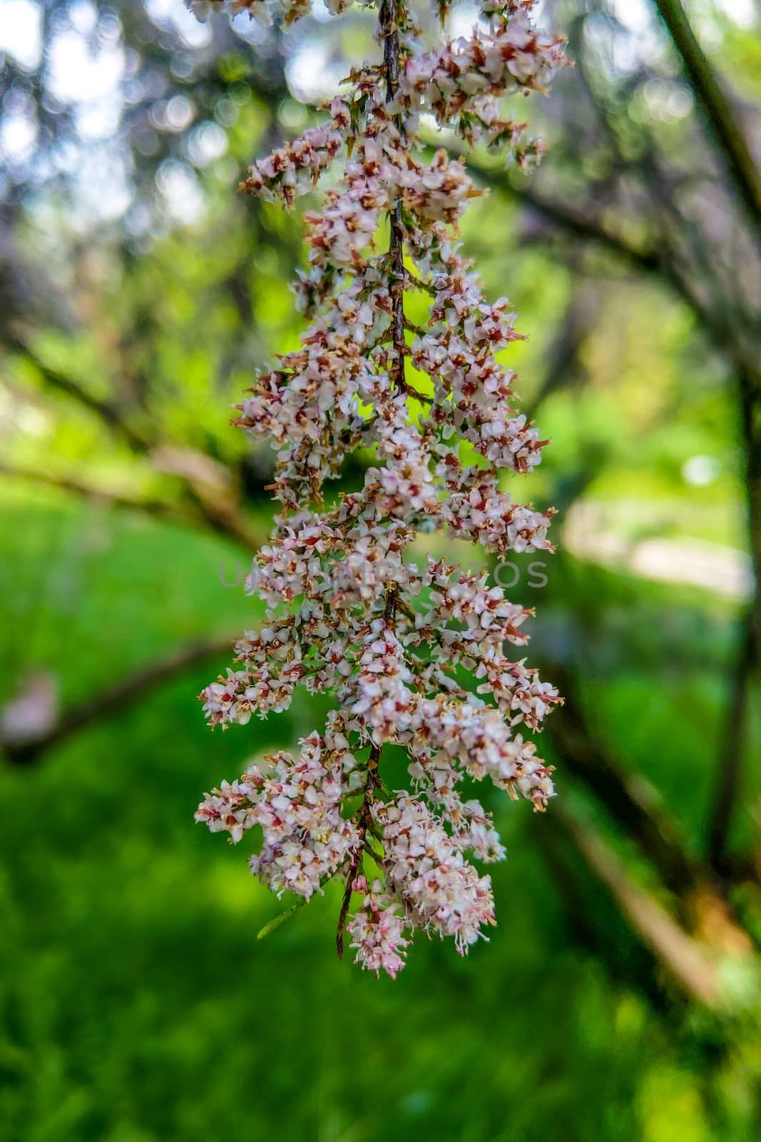 View of a flowering branch in the garden, the beginning of spring, nature comes to life