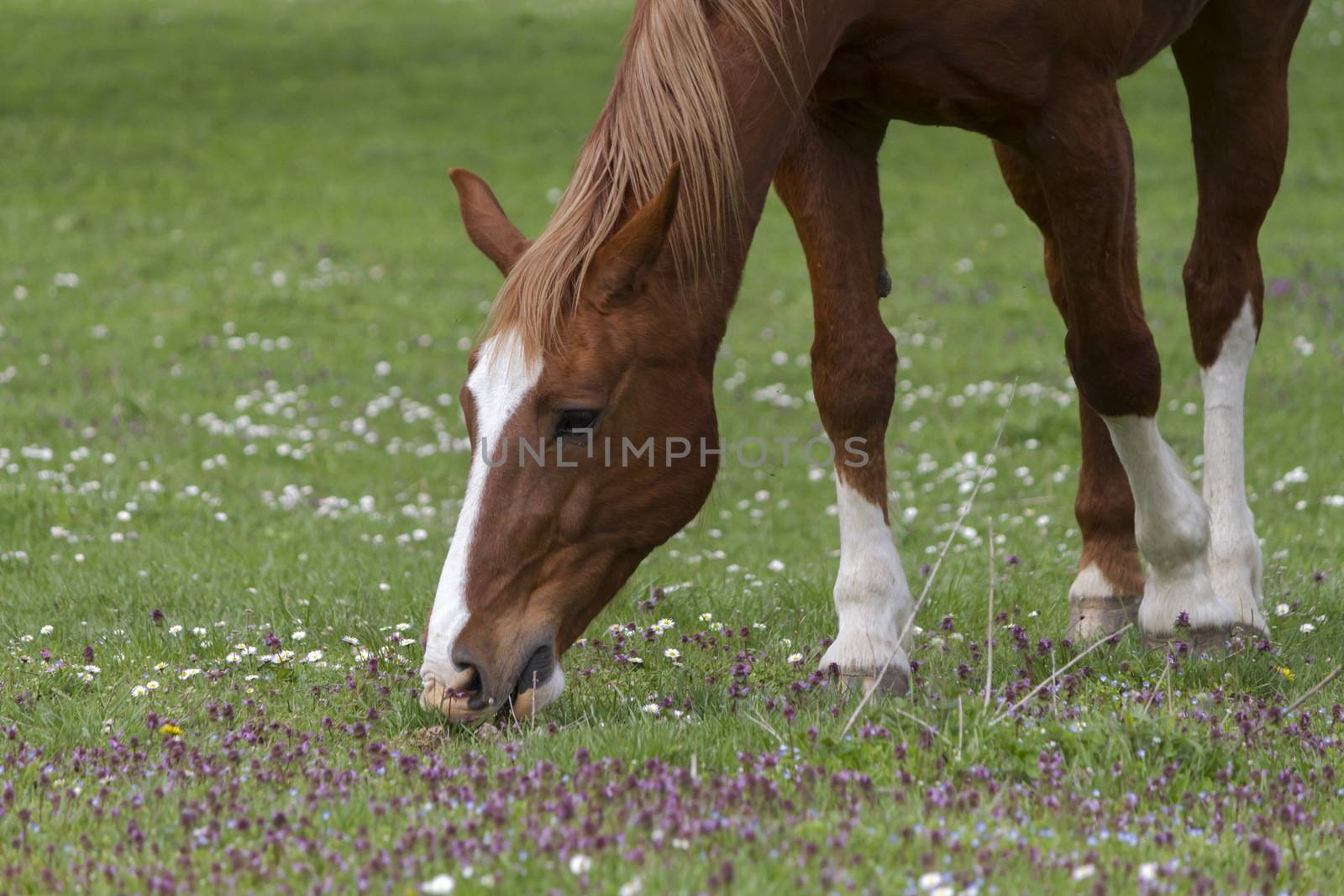 Very beautiful brown horse from switzerland