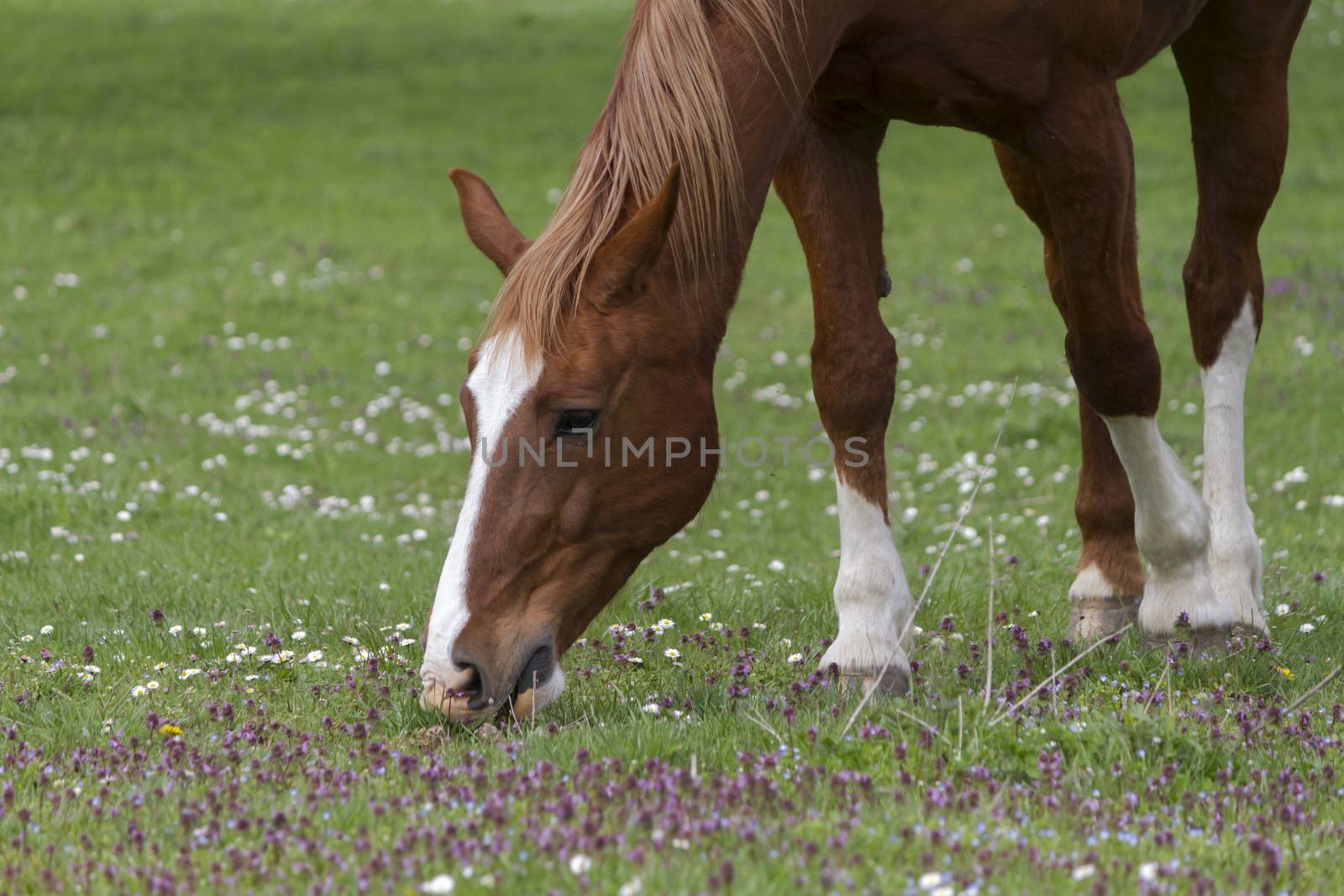 Very beautiful horse from switzerland by mariephotos