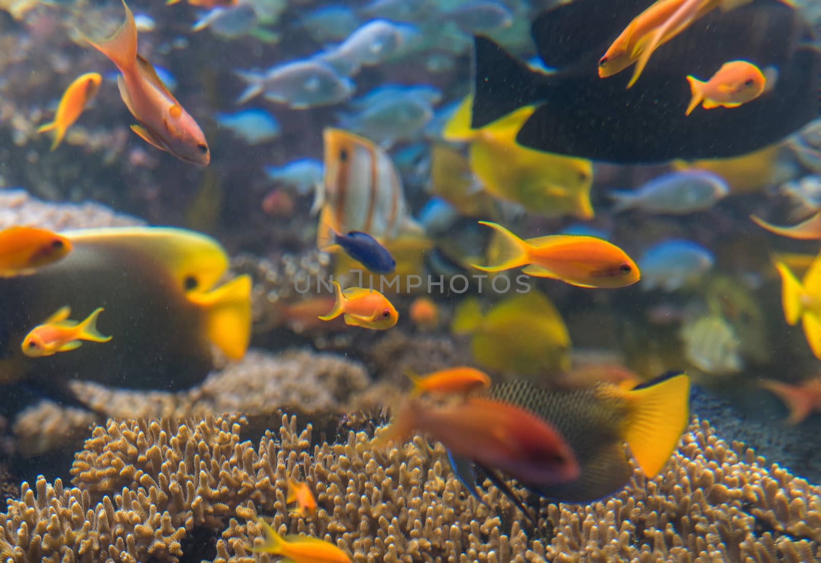 multicolored fish and marine life in an oceanarium by shovag