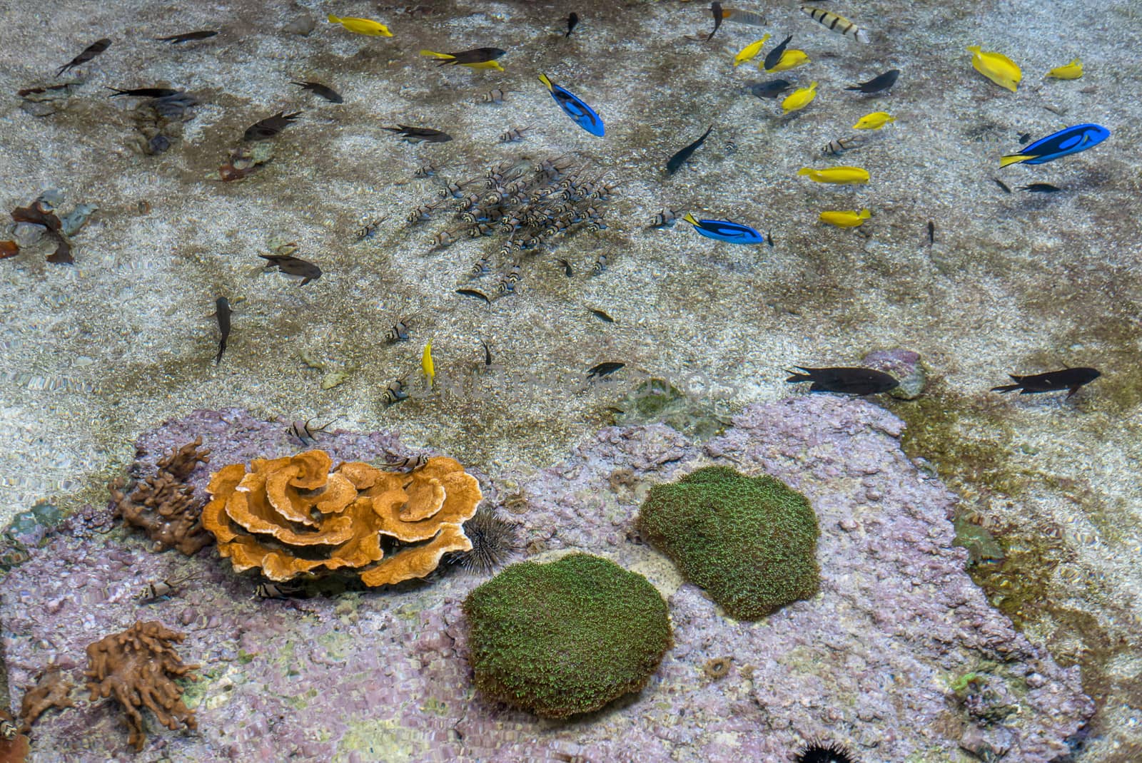 multicolored fish and marine life in an oceanarium by shovag