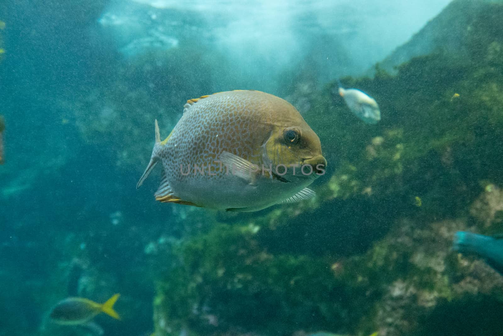 multicolored fish and marine organisms in an oceanarium. observation of aquatic life