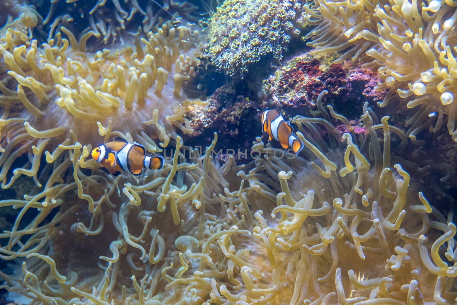 multicolored fish and marine organisms in an oceanarium. observation of aquatic life