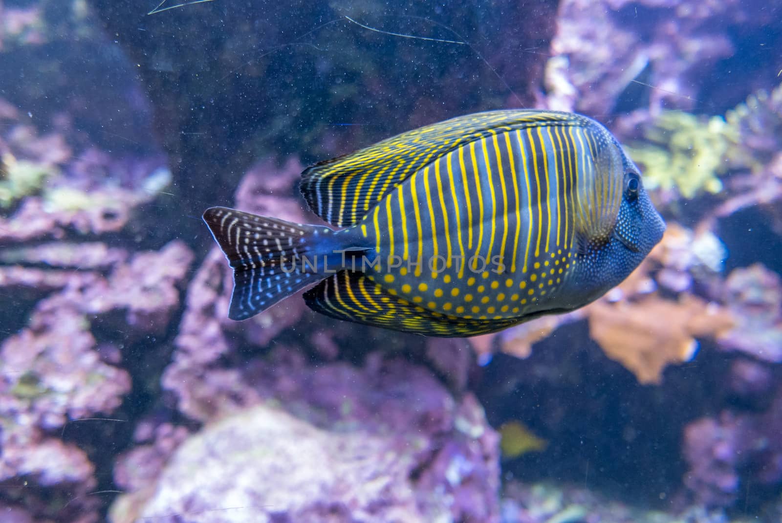 multicolored fish and marine organisms in an oceanarium. observation of aquatic life