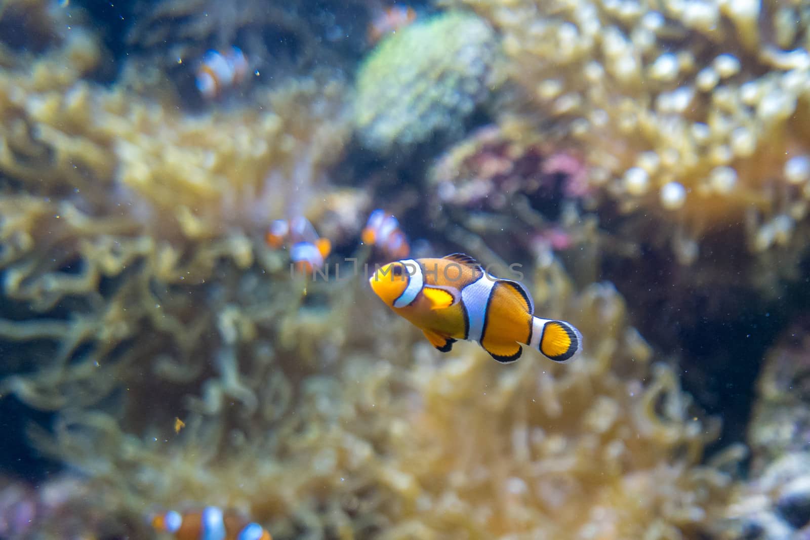 multicolored fish and marine organisms in an oceanarium. observation of aquatic life