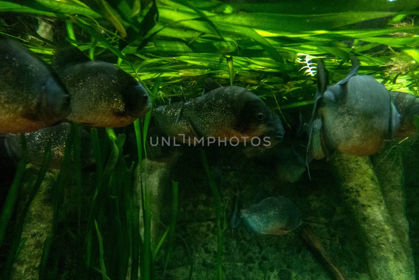 multicolored fish and marine life in an oceanarium by shovag