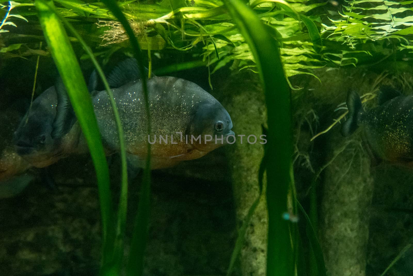 multicolored fish and marine organisms in an oceanarium. observation of aquatic life