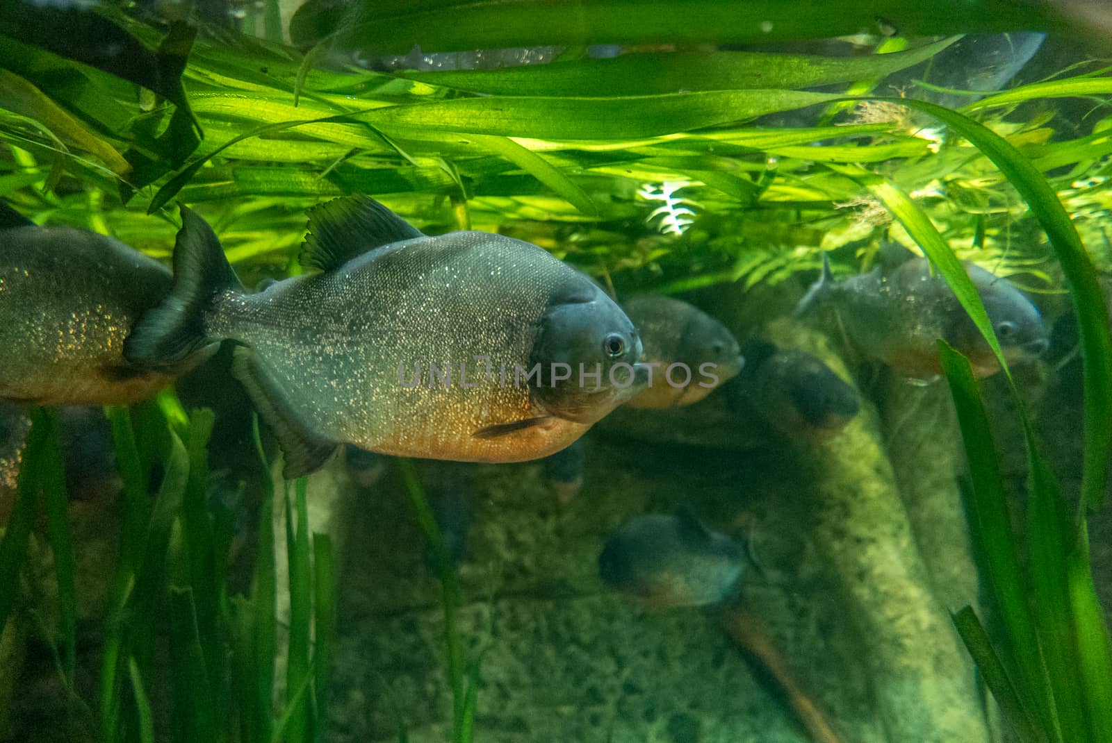 multicolored fish and marine organisms in an oceanarium. observation of aquatic life