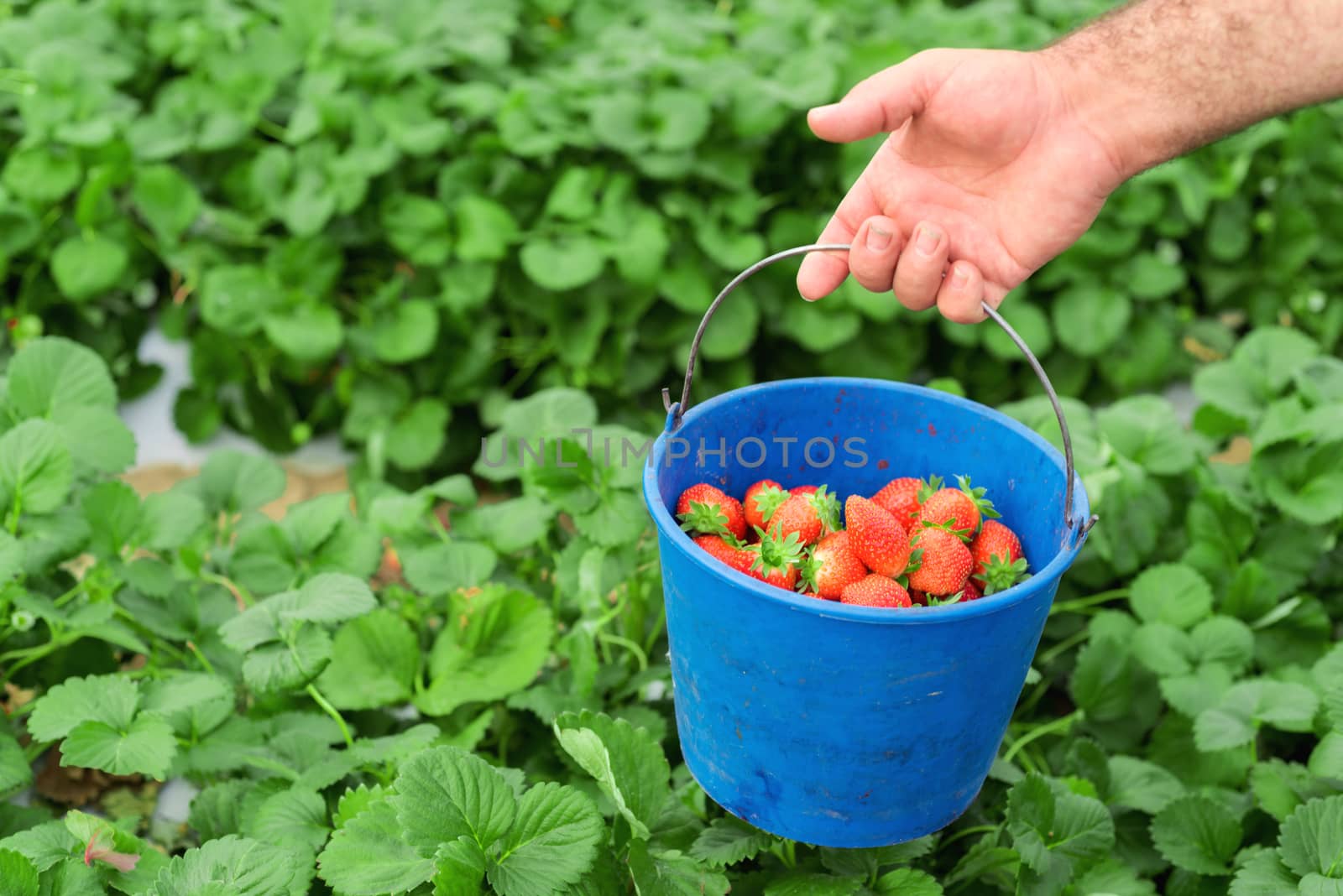 Farmer holding blue bucket in a strawberry field