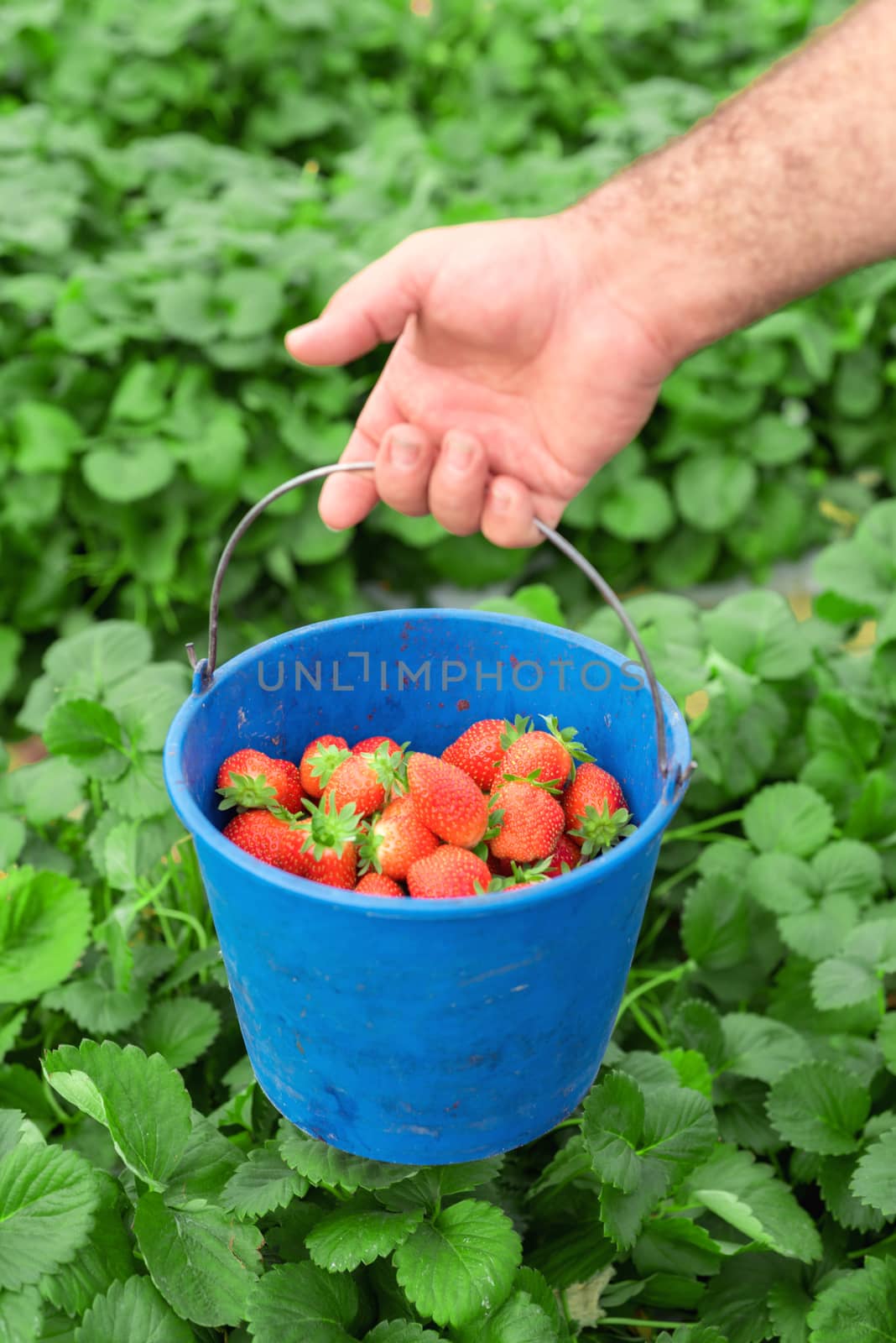 Farmer holding blue bucket in a strawberry field by HERRAEZ