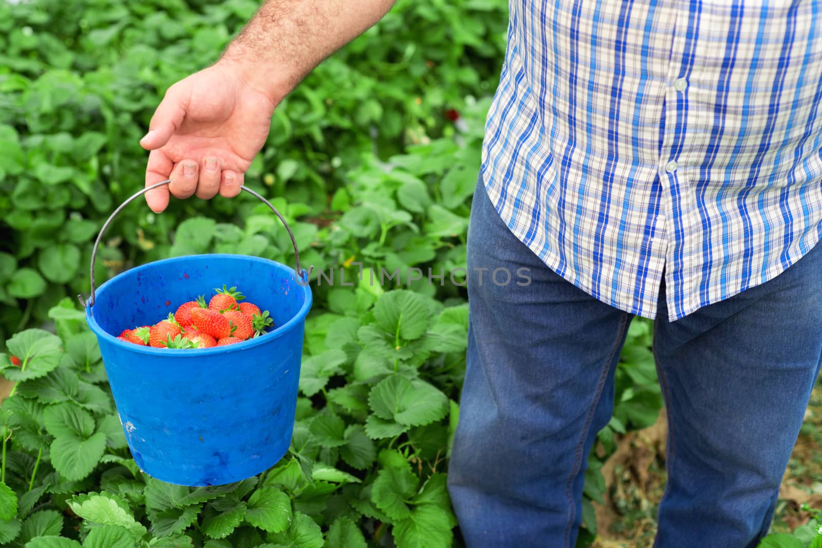 Farmer holding blue bucket in a strawberry field