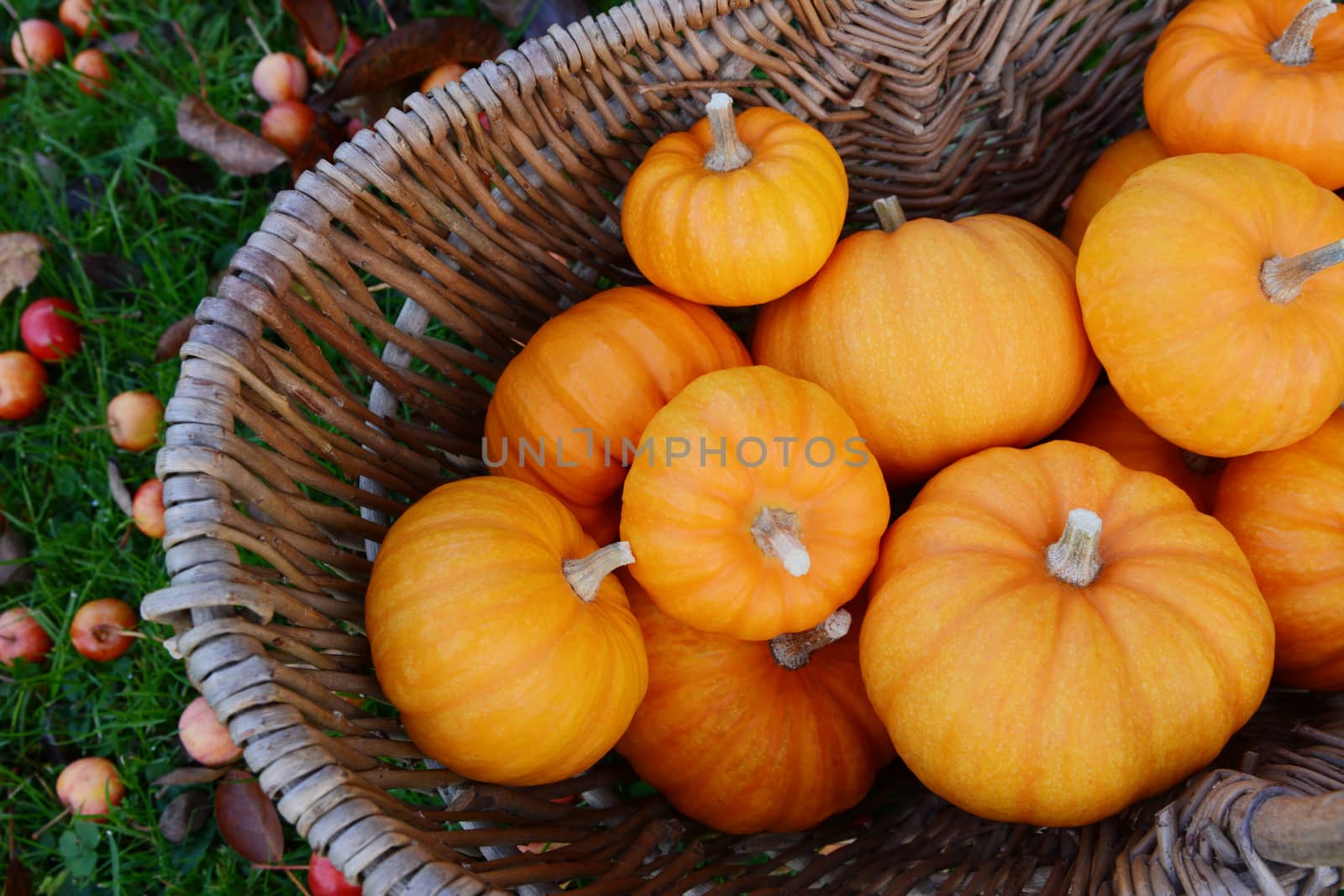 Woven basket full of Jack Be Little mini pumpkins by sarahdoow