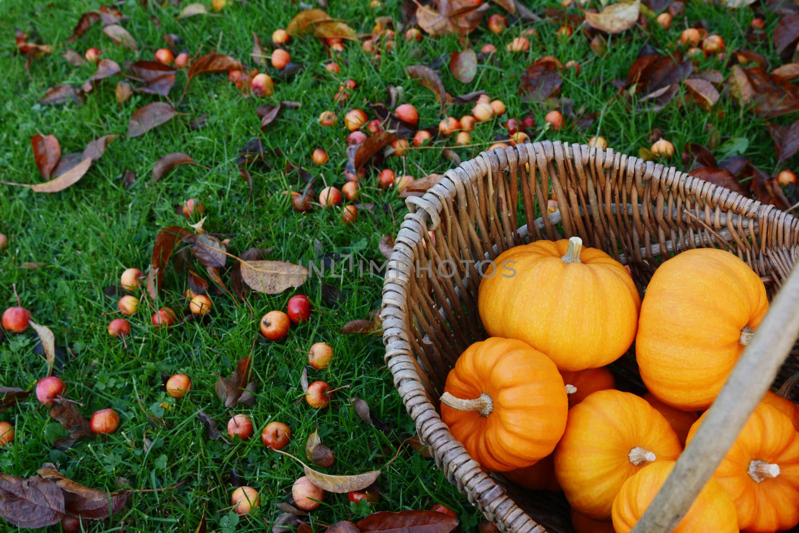 Rustic basket of mini orange pumpkins for Thanksgiving decorations on a lawn covered with fallen crab apples and autumn leaves