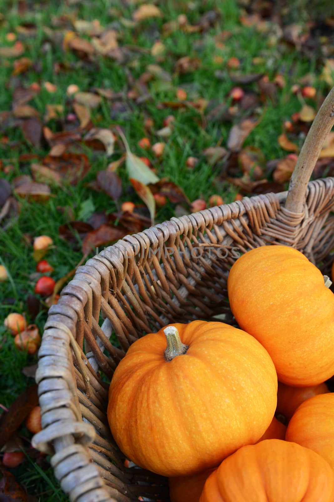Orange mini pumpkin in selective focus in a rustic woven basket in an autumnal garden covered in leaves and crab apples