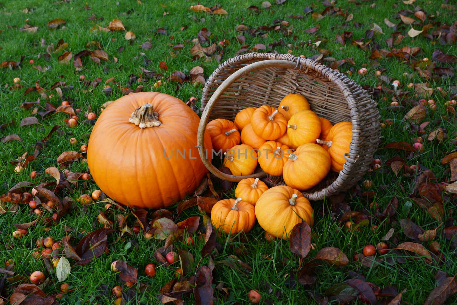 Large pumpkin and a basket full of mini pumpkins spilling onto a lawn covered in crab apples and fall foliage
