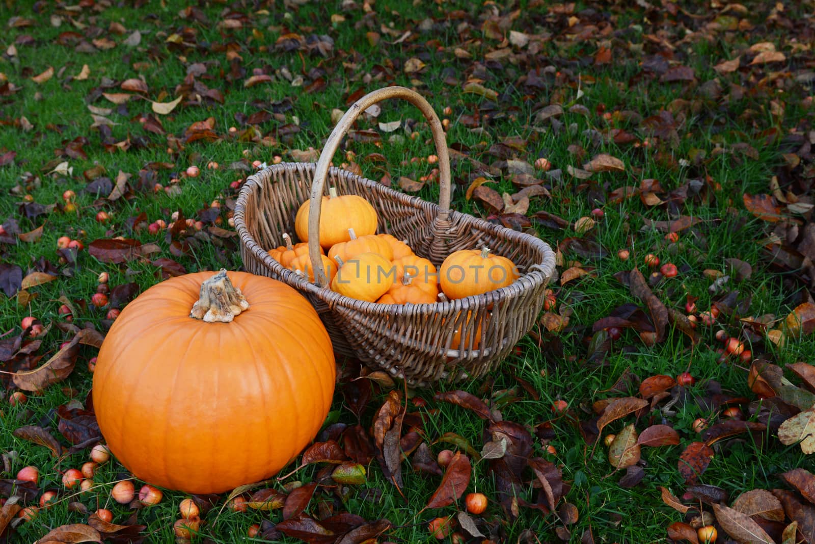 Ripe pumpkin and basket full of mini pumpkins in an autumnal garden covered in fallen leaves and crab apples