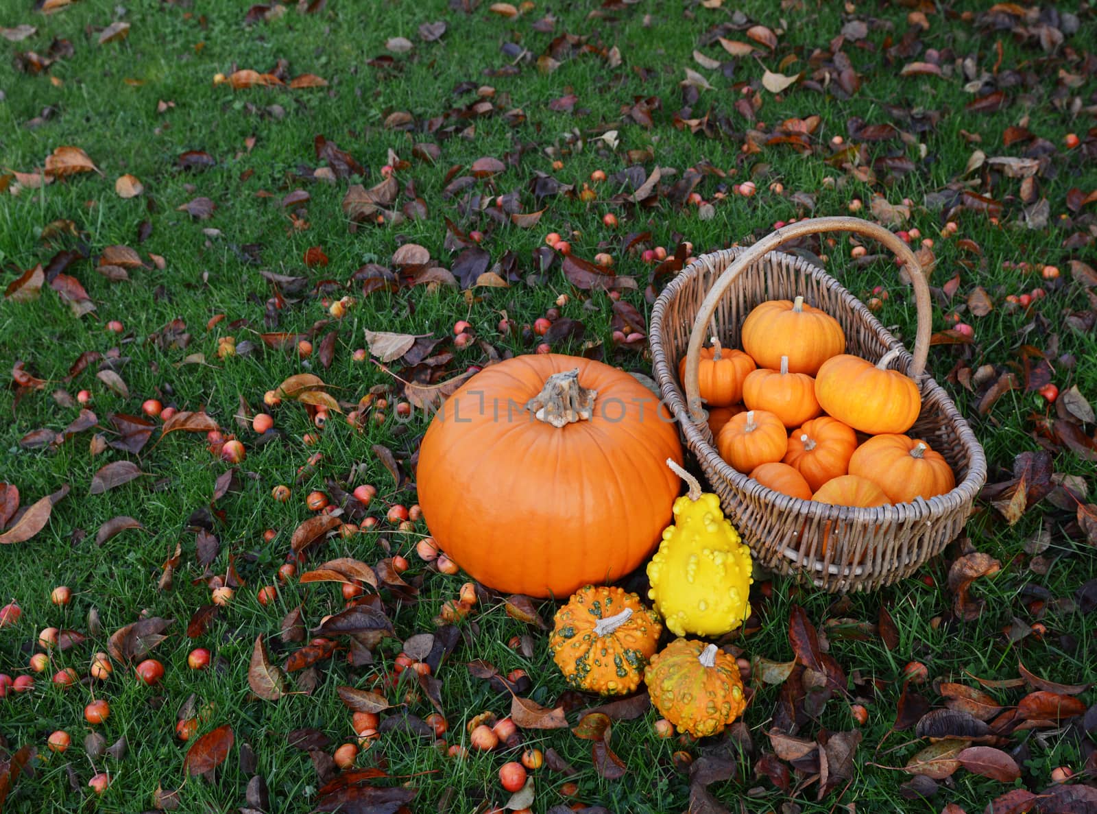 Large pumpkin and ornamental gourds with basket of little pumpki by sarahdoow