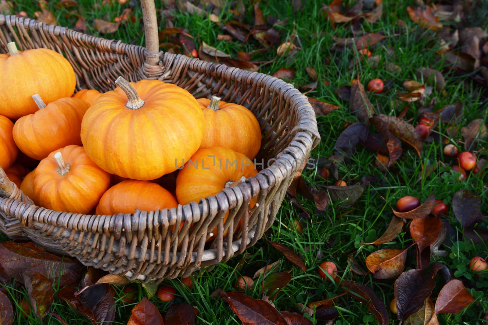 Rustic basket of small orange pumpkins for Thanksgiving decorations in a fall garden covered in leaves and crab apples