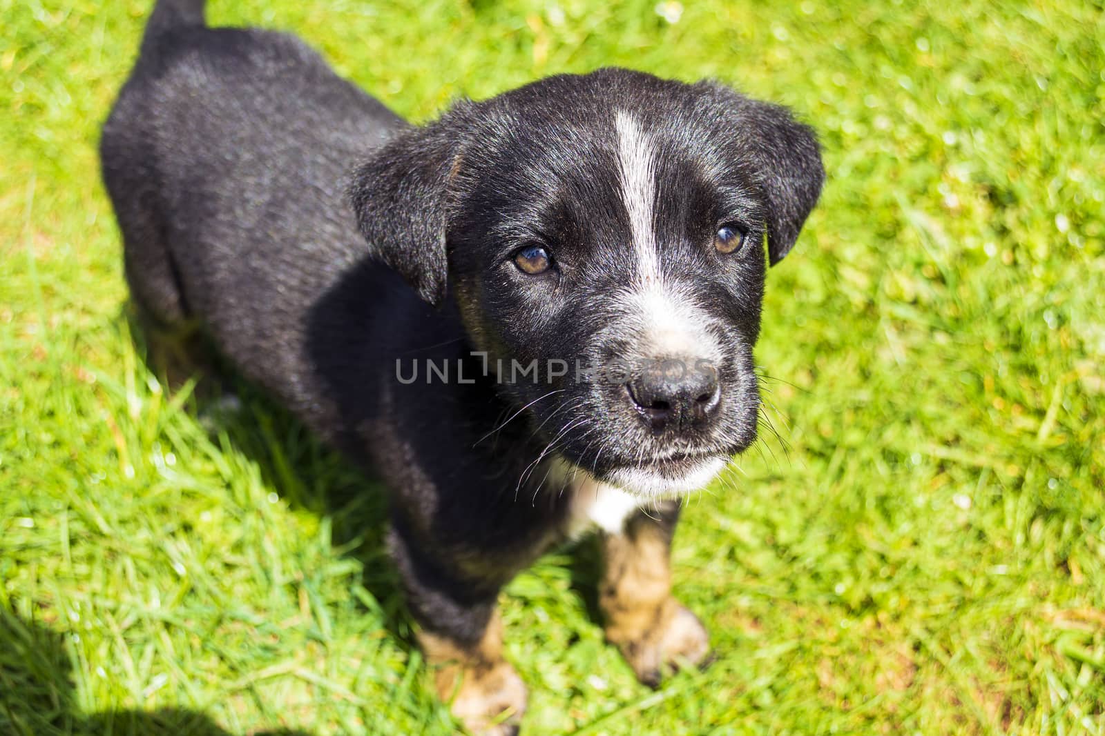 Portrait of funny young puppy resting on green lawn. by ankarb