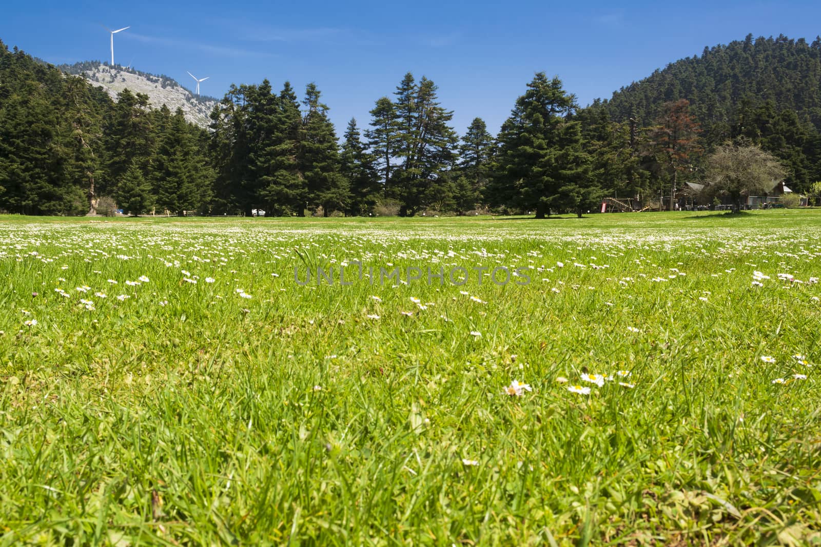 Field of spring flowers and blue sky by ankarb