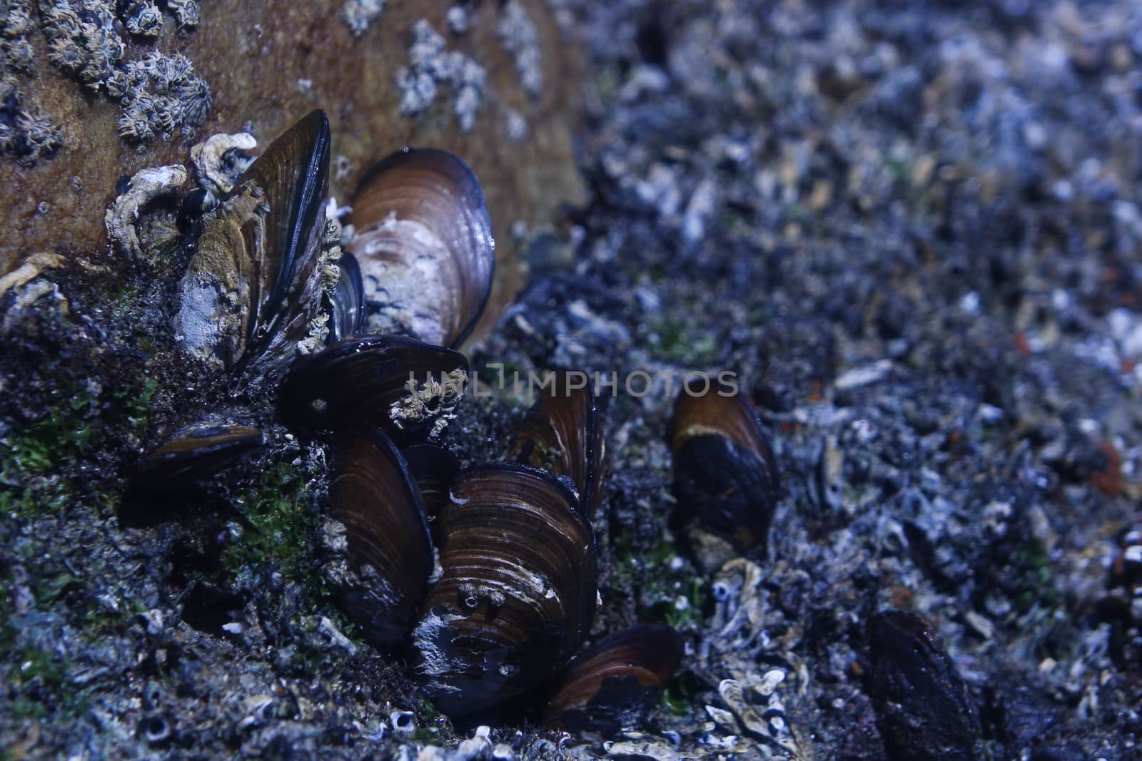 Natural cluster of black mussels (Mollusca bivalvia) with barnacles on seaside rock, St. Francis Bay, South Africa