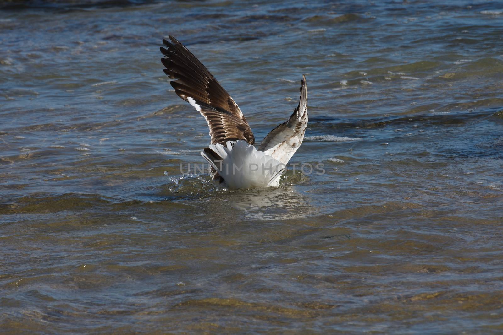 Kelp Gull Splash Down In Seawater (Larus dominicanus) by jjvanginkel