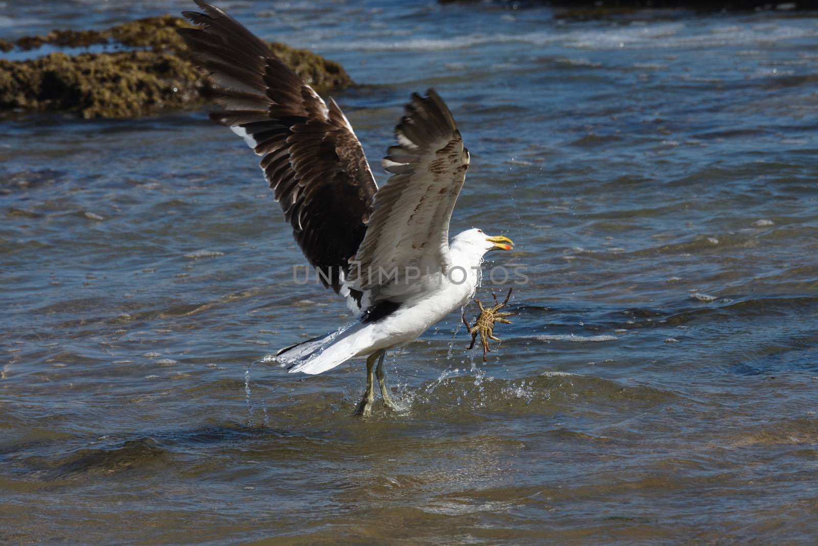 Kelp seagull (Larus dominicanus) struggling with a sea crab it's trying to catch, Mossel Bay, South Africa