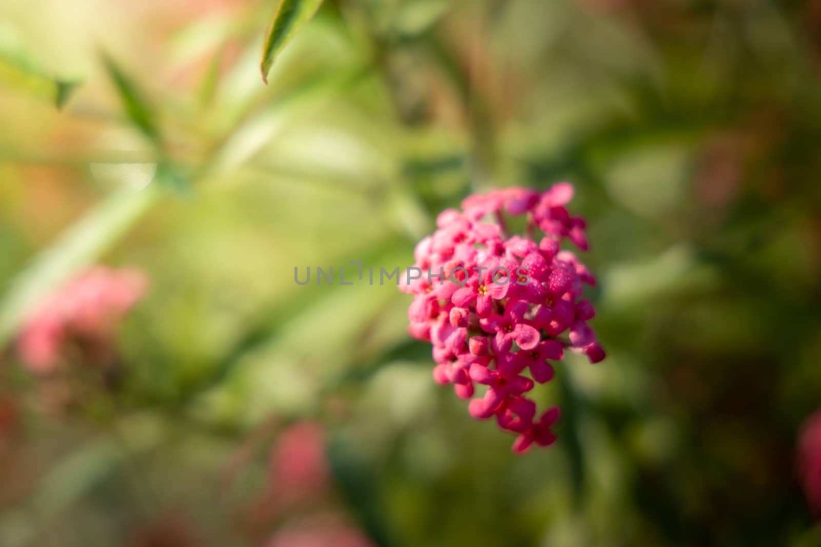 The background image of the colorful flowers, background nature