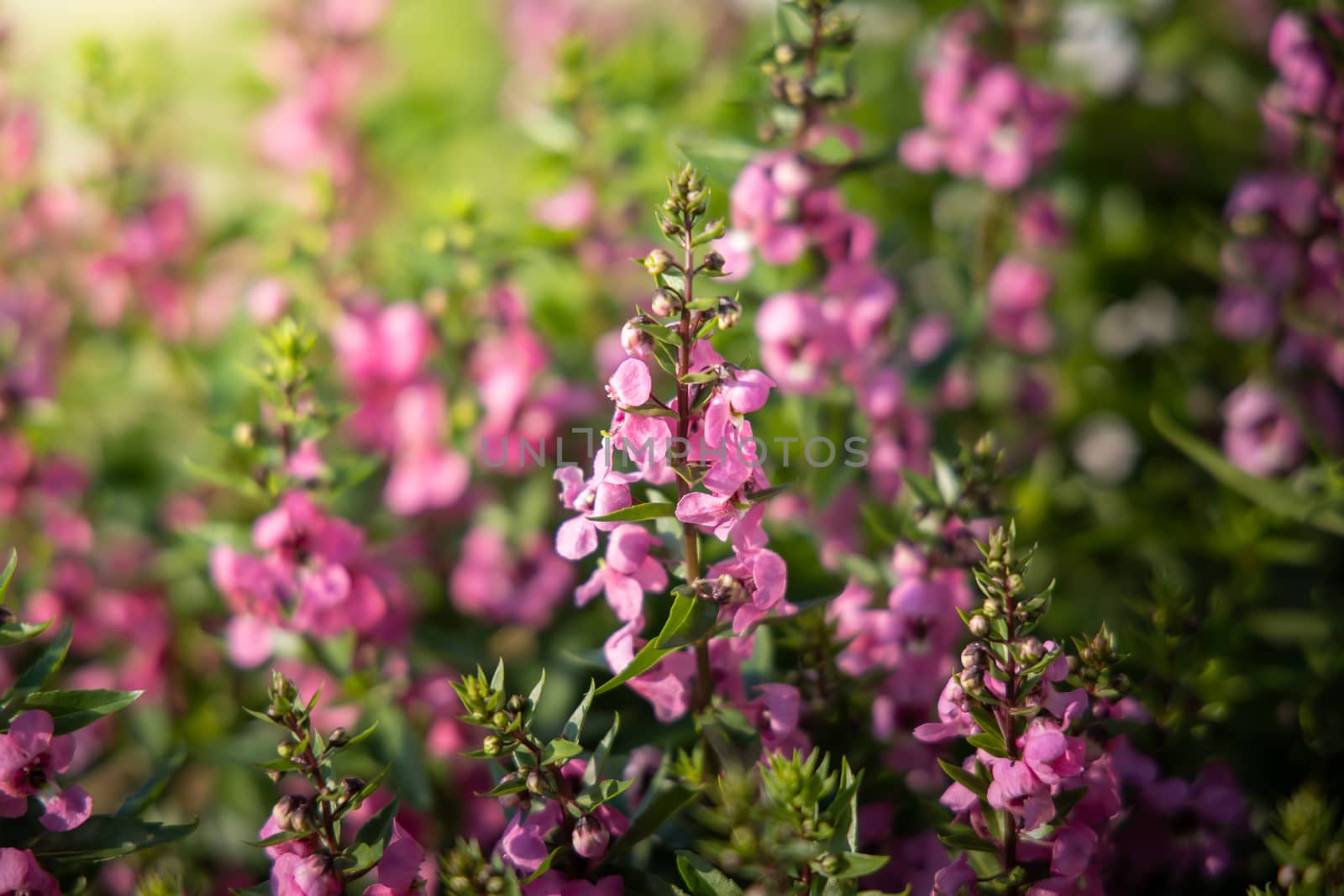 The background image of the colorful flowers, background nature