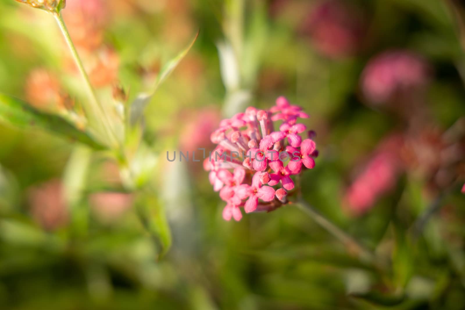 The background image of the colorful flowers, background nature