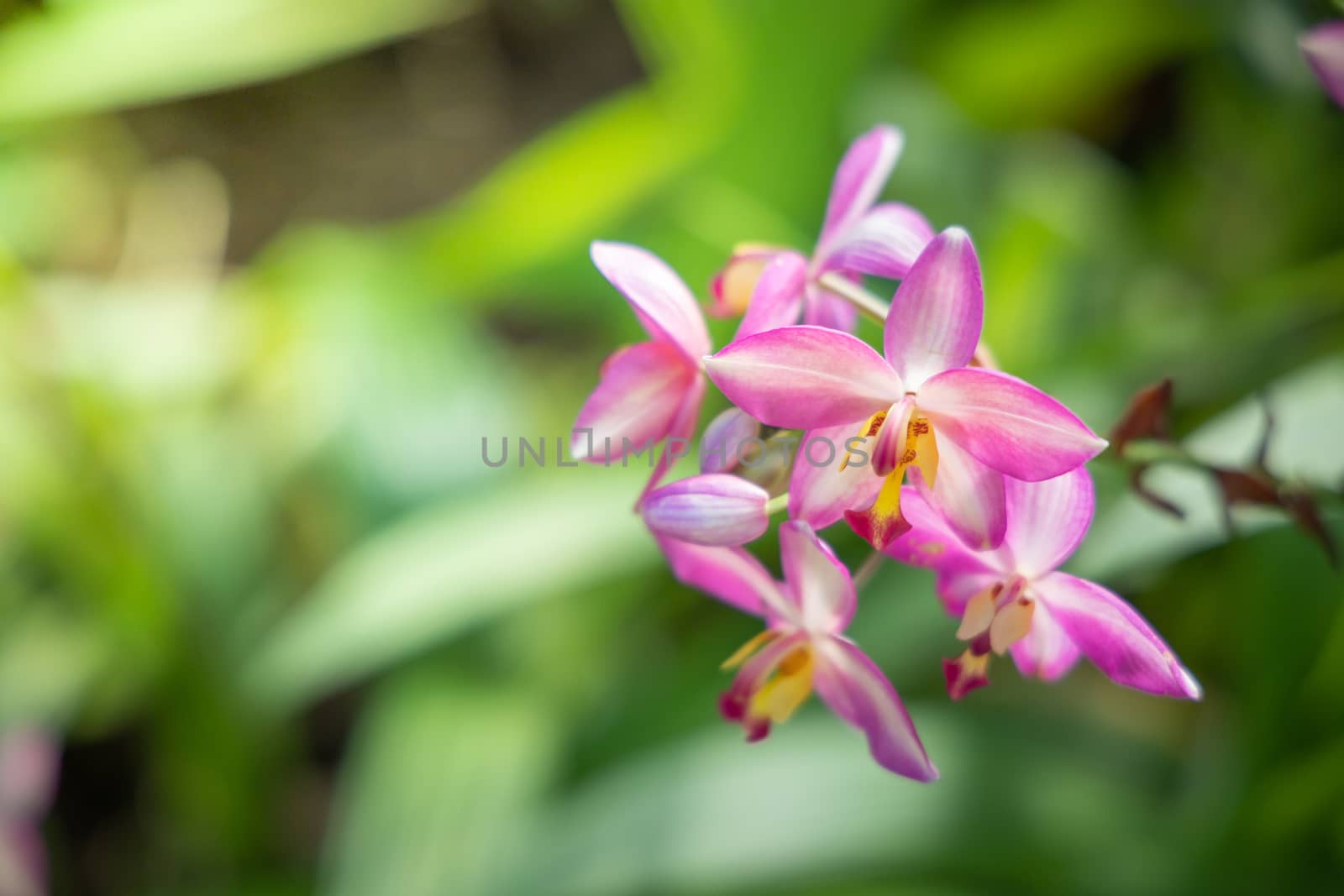 The background image of the colorful flowers, background nature