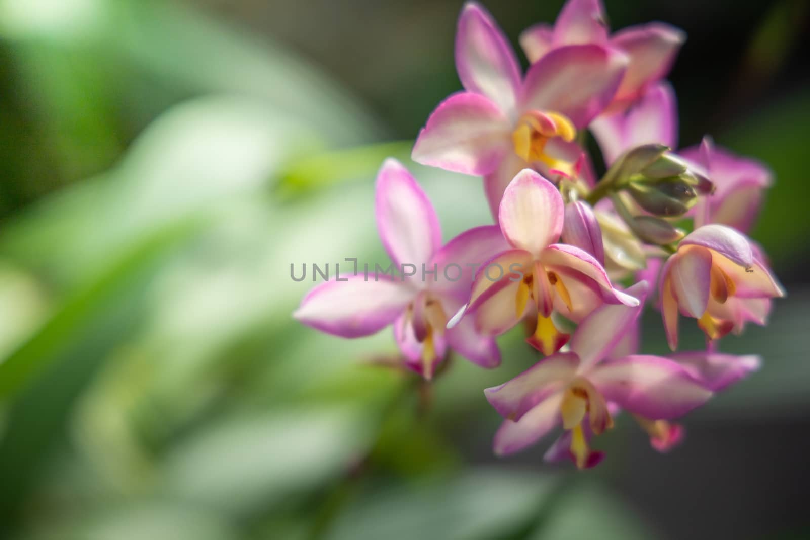 The background image of the colorful flowers, background nature