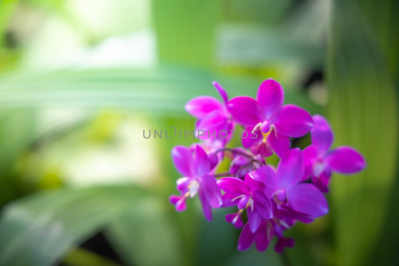 The background image of the colorful flowers, background nature