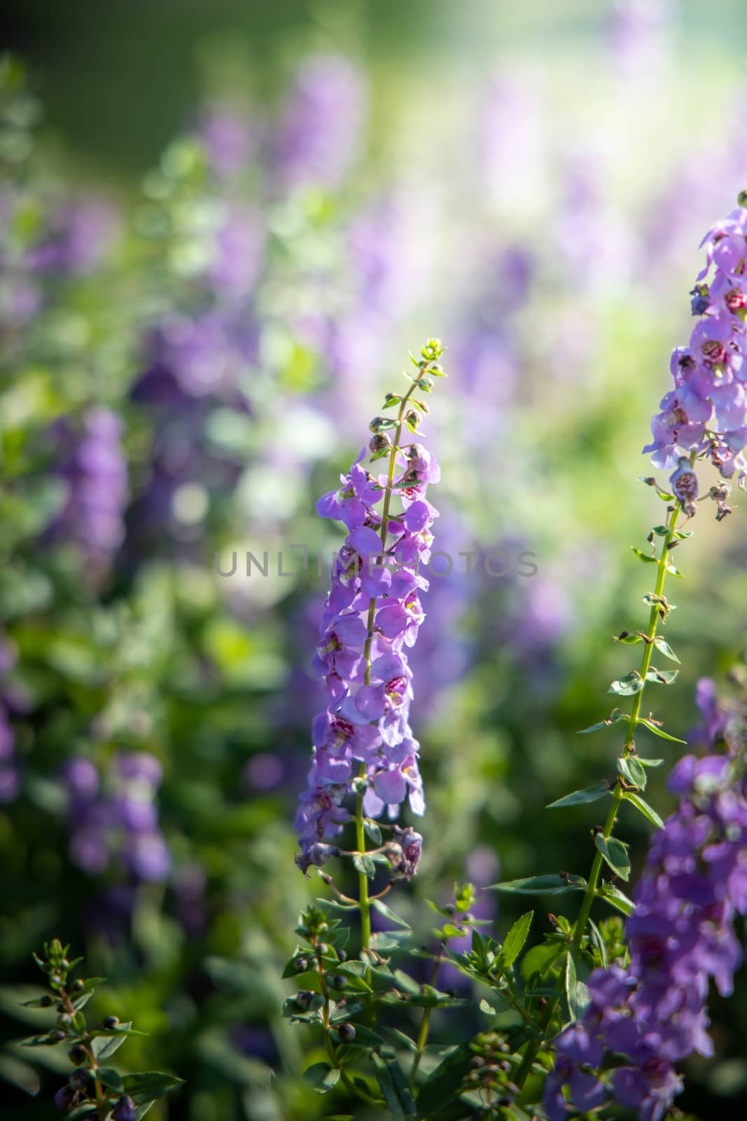 The background image of the colorful flowers by teerawit