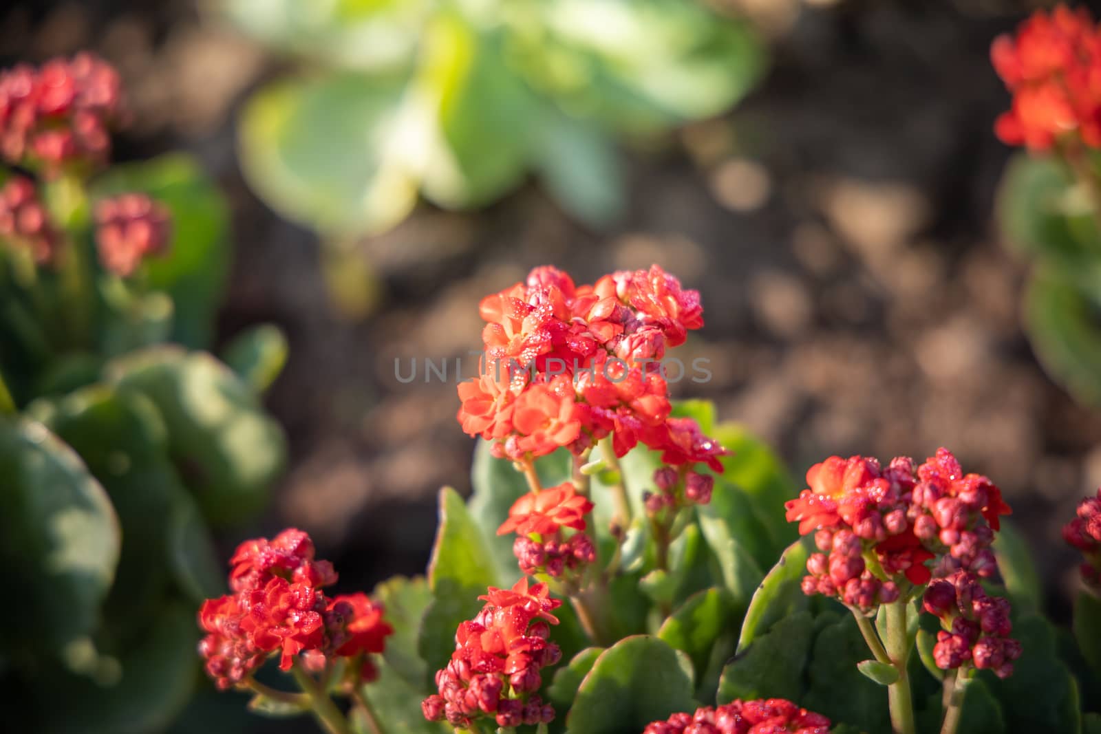 The background image of the colorful flowers, background nature