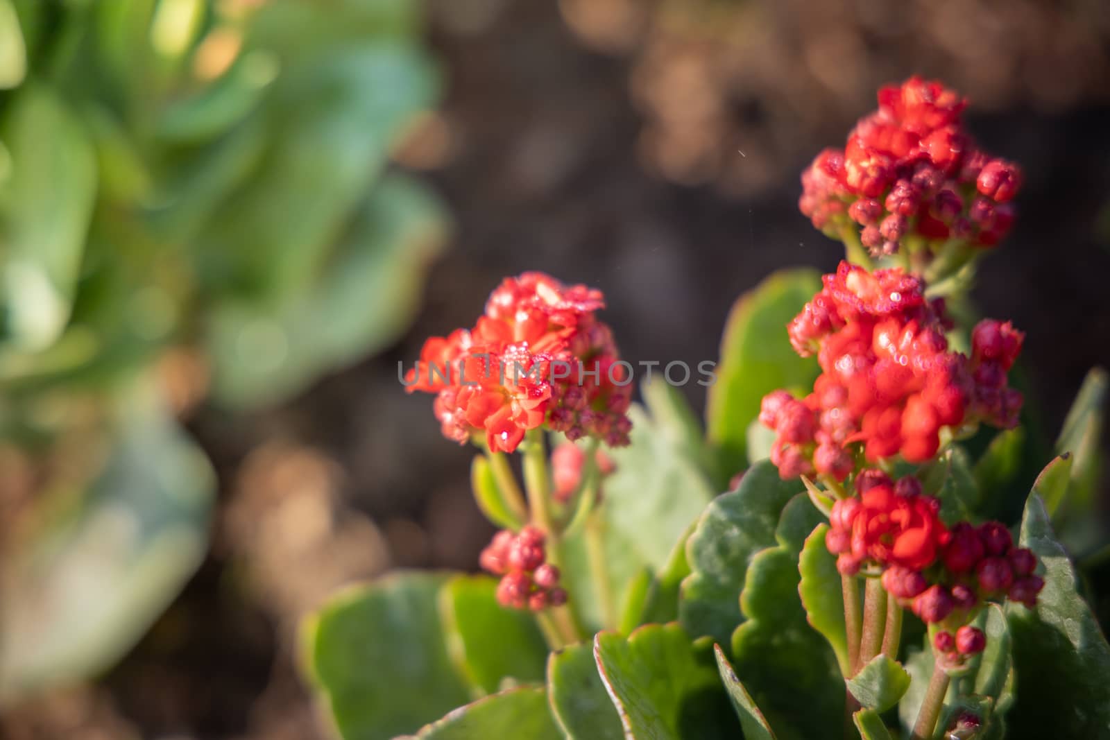 The background image of the colorful flowers, background nature